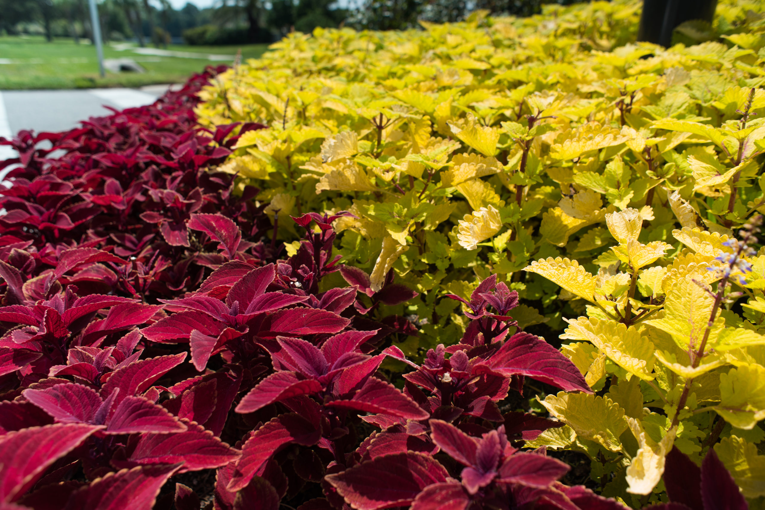 Landscape Installations & Enhancements