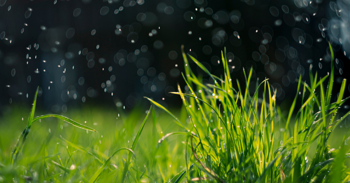 What Summer Revealed About Your Landscape and What to Fix This Fall